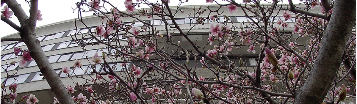 Watergate East cherry blossoms